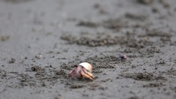 在海滩上散步的寄居蟹 — 图库视频影像