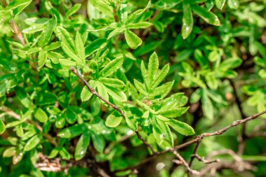 Parlak yeşil bir çalıda çiy taneleri. Makro. Yeşil bir çalılıkta su damlaları