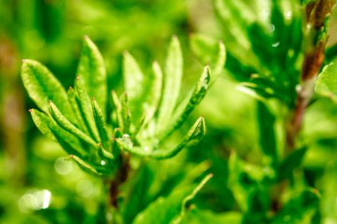 Parlak yeşil bir çalıda çiy taneleri. Makro. Yeşil bir çalılıkta su damlaları