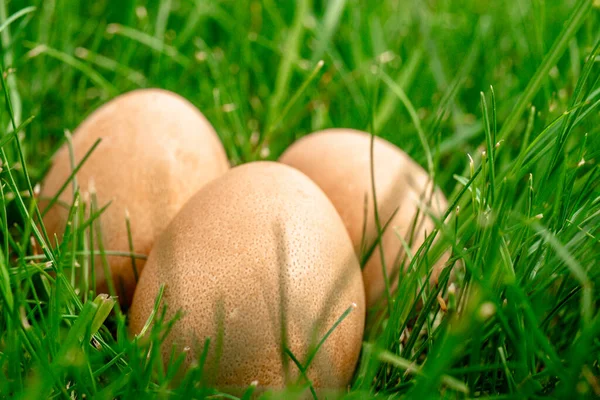 Drie Parelhoenders Eieren Het Groene Gras Producten Van Natuurlijke Oorsprong — Stockfoto