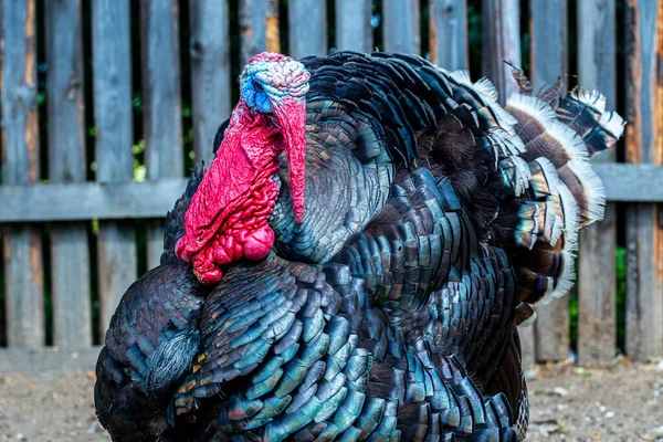 Close up of a male turkey. Meleagris gallopavo, blue and red head. Black plumage bird. Domestic turkey.