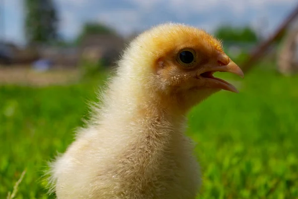 Žlutá holka na zelené trávě. Zavřít ptáčátko. Domácí kuřata — Stock fotografie