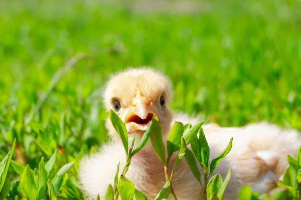 Pollo de cuello desnudo en la granja. Pollito amarillo sobre hierba verde en un campo. Cerca de pollo cuello desnudo. — Foto de Stock