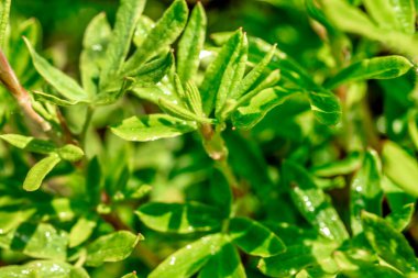 Parlak yeşil bir çalıda çiy taneleri. Yeşil bir çalılıkta su damlaları