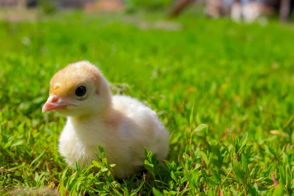 Pequeño pavo sobre hierba verde. Poult Turquía de cerca. Chica pavo caminando en el aire. Eco granja — Foto de Stock