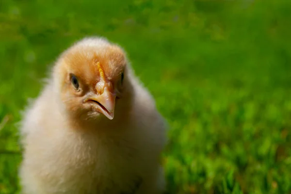 Chica amarilla sobre hierba verde. Cierra el pico. Pollo doméstico —  Fotos de Stock