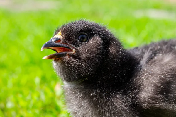 Frango preto na relva verde no campo. Fecha a galinha. Frango preto bonito — Fotografia de Stock