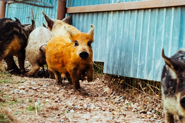 Cerdo jengibre mangalica húngaro corriendo con las orejas presionadas hacia atrás. Pequeño cerdito lindo —  Fotos de Stock