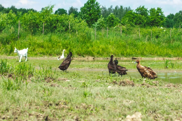 Free-range farm animals, ducks and goats in a field on green grass near the water