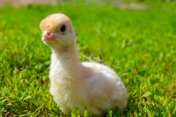 Pequeno Peru Relva Verde Perú Aves Capoeira Perto Uma Miúda — Fotografia de Stock