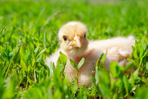 農場の裸の首の鶏 フィールド内の緑の草の上に小さな黄色の鶏 裸の首の鶏を閉じます かわいい鶏 — ストック写真