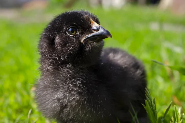 Pollo Negro Sobre Hierba Verde Campo Cierra Pollo Lindo Pollo — Foto de Stock