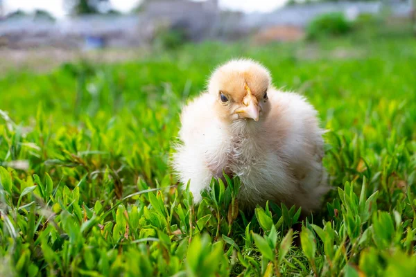 Pollo Cuello Desnudo Granja Pollito Amarillo Sobre Hierba Verde Campo — Foto de Stock