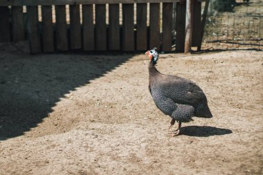 Gine tavuğu güneşli bir günde evin dışında..