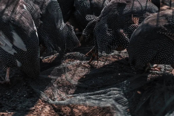 Net for catching birds. Illegal capture of birds. Dramatic bird catching photo.