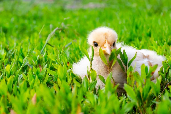 Pollo Cuello Desnudo Granja Pollito Amarillo Sobre Hierba Verde Campo — Foto de Stock