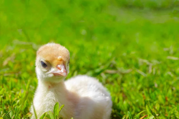 緑の草の上に小さな七面鳥 トルコを閉じ込めた トルコの雛が空中を歩いている エコファーム 怒ってる鳥 — ストック写真
