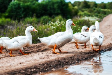 Genç kazlar tarla boyunca yol boyunca yürüyorlar.