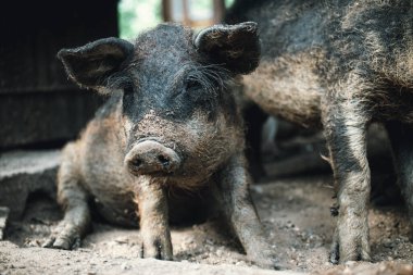 Siyah domuz gölgede yatıyor. Macar mangalica domuzcuğu güneşten saklanıyor.