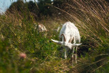 Güneşli bir günde yeşil bir çayırdaki keçi.