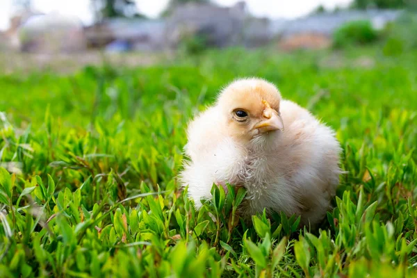 Pollo Cuello Desnudo Granja Pollito Amarillo Sobre Hierba Verde Campo — Foto de Stock