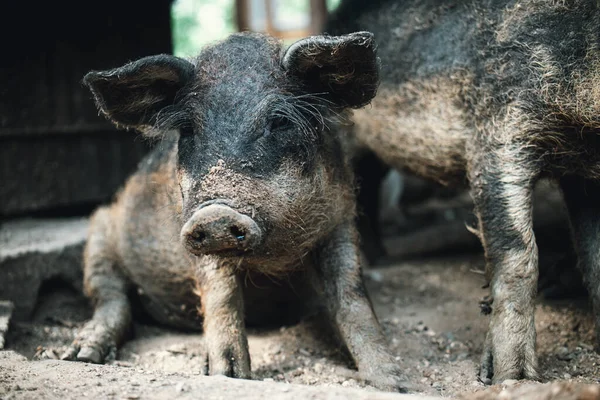 Black Pig Lays Shade Hungarian Mangalica Piglet Hiding Sun — Stock Photo, Image