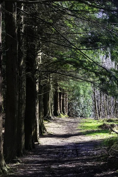 Bosque Pinos Silvestres Irlanda Del Norte Sendero — Foto de Stock
