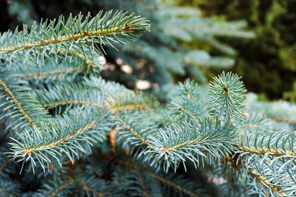 Branches Sapin Épinette Bleue Dans Jardin Close — Photo