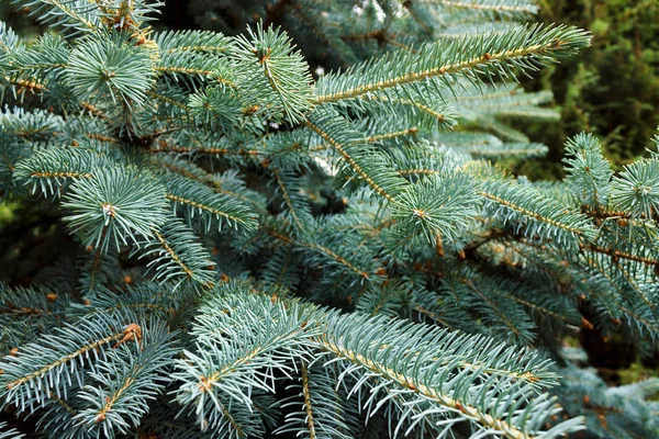 Vackra Blå Gran Grenar Med Nålar Närbild — Stockfoto