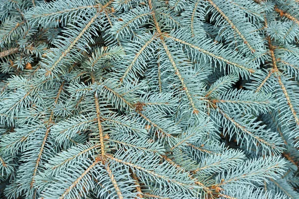 Texture Blue Pine Branches Close View — Stock Photo, Image