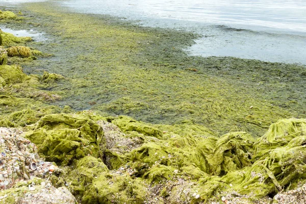 Pedras Verdes Praia Com Algas Verdes Rochas Junto Praia Conceito — Fotografia de Stock