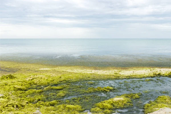 stock image Green seaweed on the seashore. ecology and natural disasters concept.