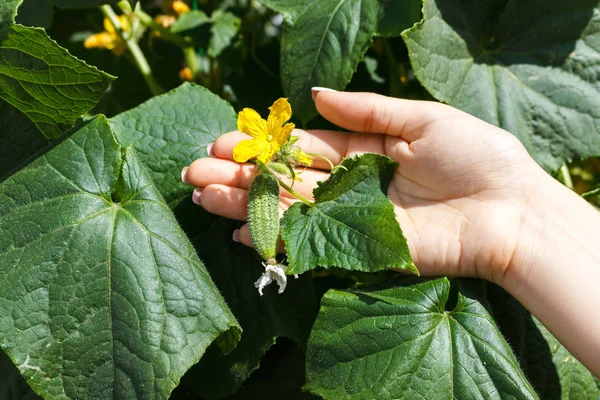 Las Manos Campesinas Comprueban Pepino Granja Orgánica — Foto de Stock