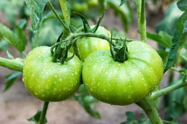 Tomates Verdes Grandes Jóvenes Después Lluvia Creciendo Jardín — Foto de Stock