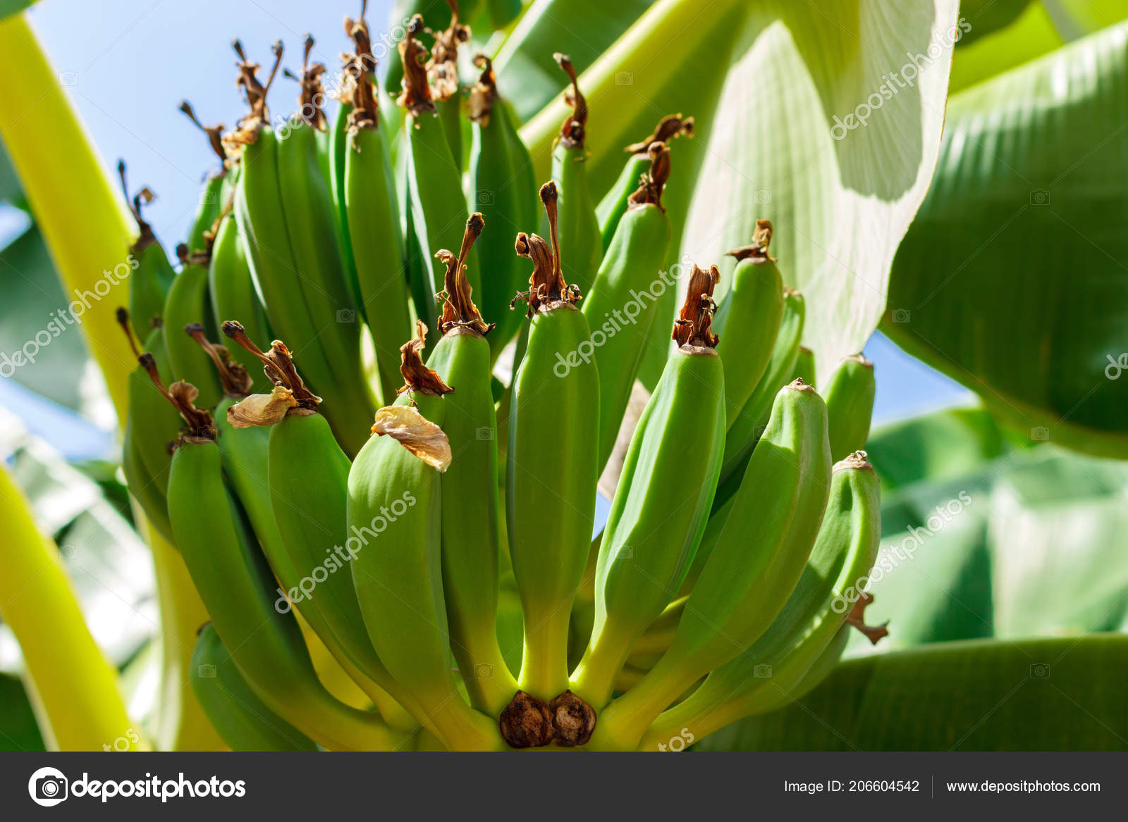 Unreife Bananen Garten Hautnah Stockfoto C Snegok1967 206604542