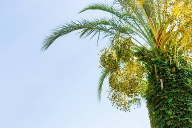 Green young Dates on a palm tree against blue sky. close up. clipart