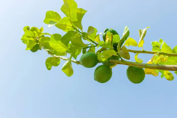 Frutas Lima Verde Árbol Verde Contra Cielo Azul Cerca — Foto de Stock