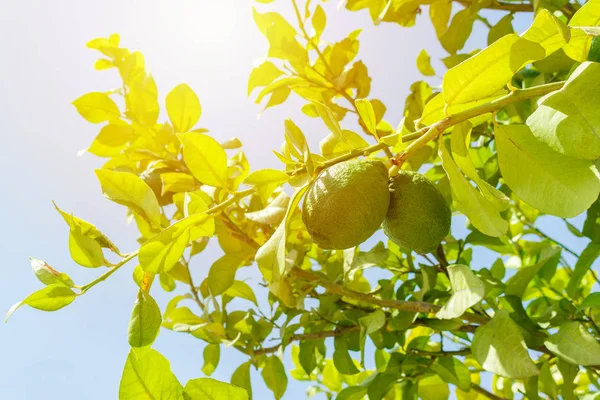 taze yeşil limon bahçesinde ağaç üzerinde.
