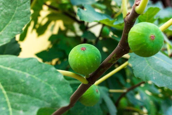 Higo Verde Fresco Que Crece Árbol —  Fotos de Stock