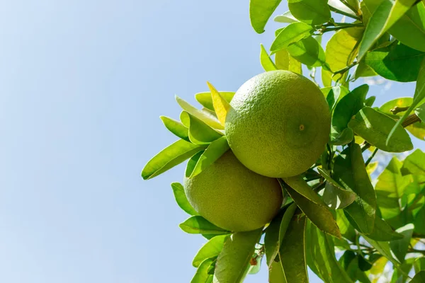 Mavi gökyüzü karşı bahçedeki ağaç üzerinde iki yeşil genç greyfurt için görüntüler. yakın çekim.
