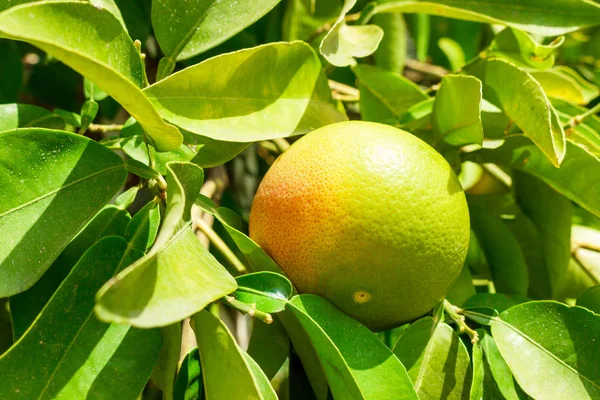 Green grapefruit on tree in plantation close up.