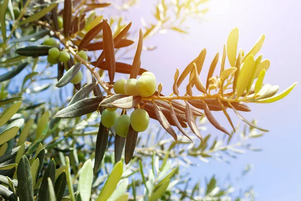 Grüne Olivenbäume Gegen Blauen Himmel Sonnigen Tagen — Stockfoto