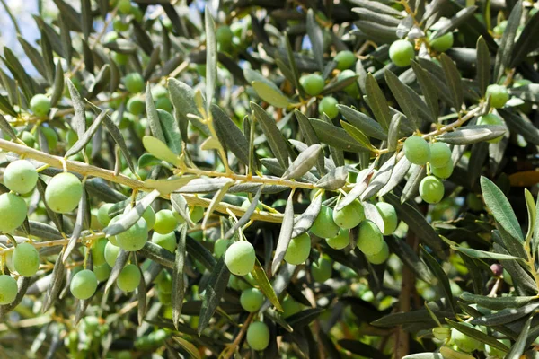 Zweig Mit Oliven Auf Olivenbaum Hintergrund — Stockfoto