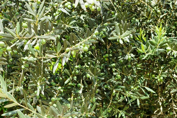 Las Ramas Del Olivo Con Fruta Fondo Verde Natural — Foto de Stock