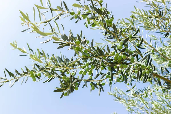 Aceitunas Olivo Turquía Temporada Naturaleza Imagen — Foto de Stock