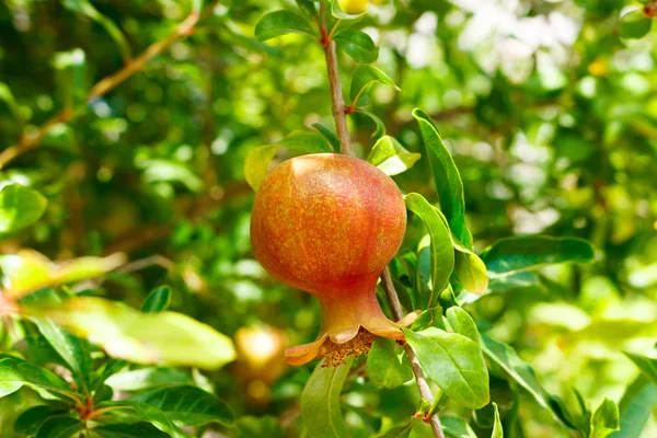 Kleiner Junger Granatapfel Garten Vor Dem Hintergrund Grüner Blätter — Stockfoto