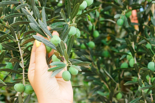 Mädchen Hält Grüne Junge Olive Garten — Stockfoto