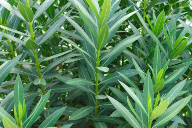 Yeşil tropik yapraklar arka planda. Güneşli bir günde desenli.