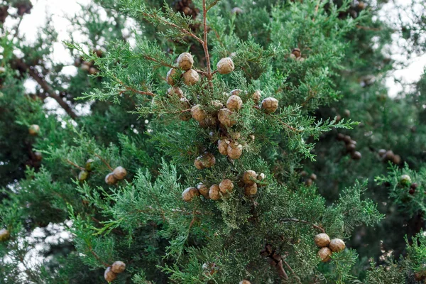 Fond Feuilles Vertes Grand Cyprès Avec Nombreux Cônes — Photo