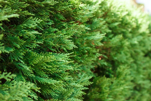 Bush Thuja Närbild Gren Thuja Träd — Stockfoto